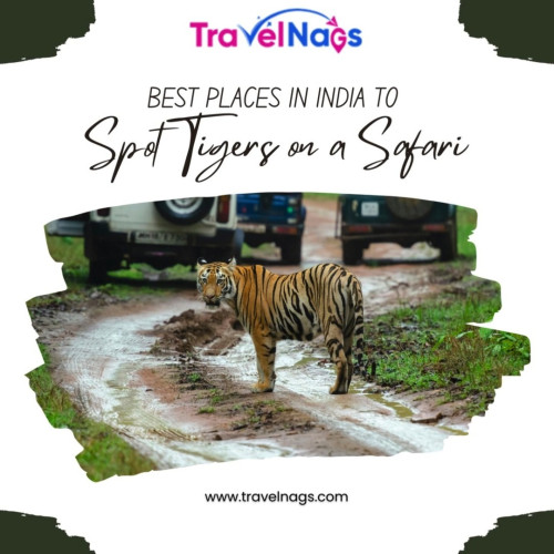 Look into the Best Places in India to View Tigers ...